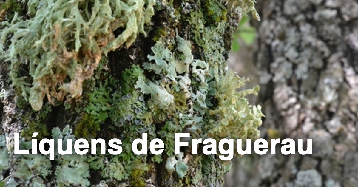 Actividad familiar: Lquenes de Fraguerau