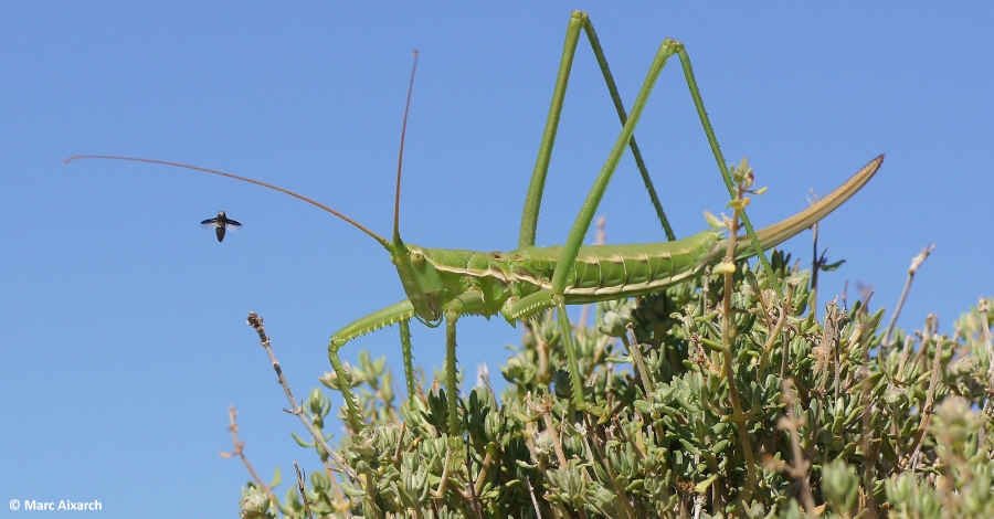 Detecten tres exemplars de llagosta amenaada al Parc Natural dels Ports | EbreActiu.cat, revista digital d’oci actiu | Terres de l’Ebre ...