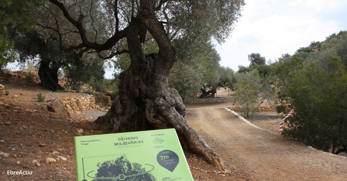 La Mancomunitat de la Taula del Snia constata que la llei catalana ha frenat l’arrencada de les oliveres millenries | EbreActiu.cat, revista digital d’oci actiu | Terres de l’Ebre ...