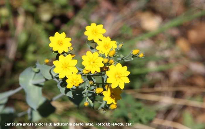 Plantes del Port II. Mates i plantes herbcies angiospermes dicotilednies | EbreActiu.cat, revista digital d’oci actiu | Terres de l’Ebre ...