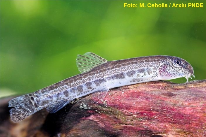 Alliberament de 2.000 samarucs i 1.500 llopets de riu al Parc Natural del Delta de l’Ebre  | EbreActiu.cat, revista digital d’oci actiu | Terres de l’Ebre ...