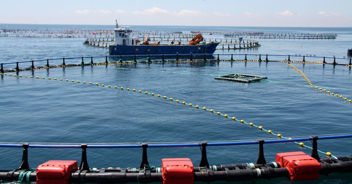 Llum verda de la Generalitat a l’ampliaci de les granges marines d’engreix de tonyina del Grup Balfeg | EbreActiu.cat, revista digital d’oci actiu | Terres de l’Ebre ...