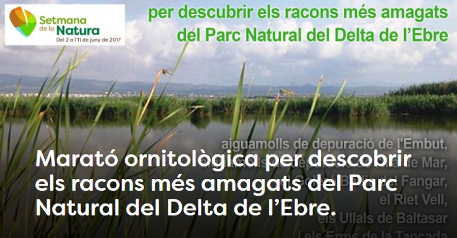 Marat ornitolgica per descobrir els racons ms amagats del Parc Natural del Delta de lEbre