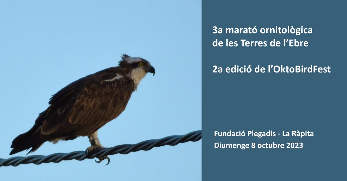 3a Marat ornitolgica de les Terres de lEbre i la 2a edici de lOktoBirdFest