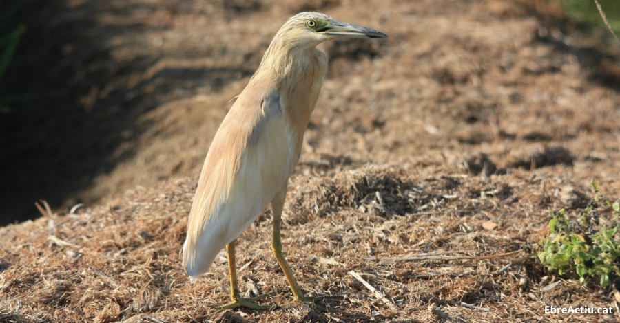 Disminueix la poblaci hivernal d’ocells aqutics al Parc Natural del Delta de l’Ebre | EbreActiu.cat, revista digital d’oci actiu | Terres de l’Ebre ...