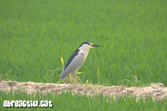 Consells per iniciar-se en l’observaci d’ocells al delta de l’Ebre | EbreActiu.cat, revista digital d’oci actiu | Terres de l’Ebre ...