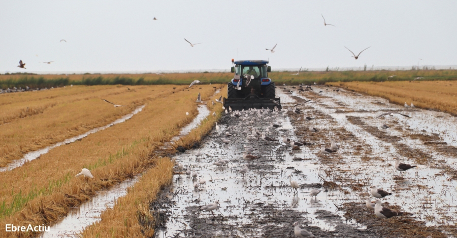 Aconsellen tractar amb saponina els arrossars desprs de segar per llluitar contra el caragol maana | EbreActiu.cat, revista digital d’oci actiu | Terres de l’Ebre ...