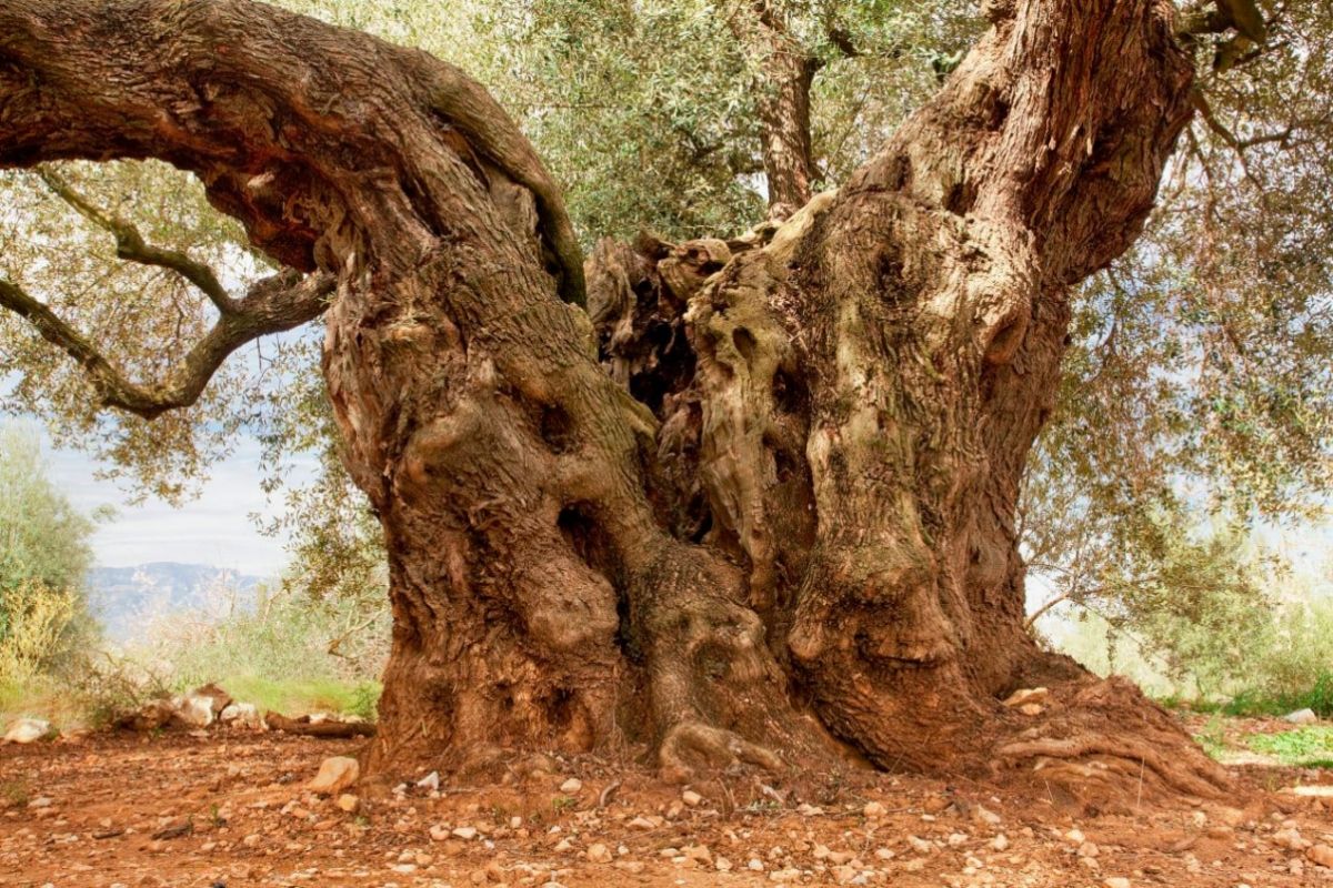 L’olivera Millnia de Godall, millor Olivera Monumental d’Espanya 2021 | EbreActiu.cat, revista digital d’oci actiu | Terres de l’Ebre ...