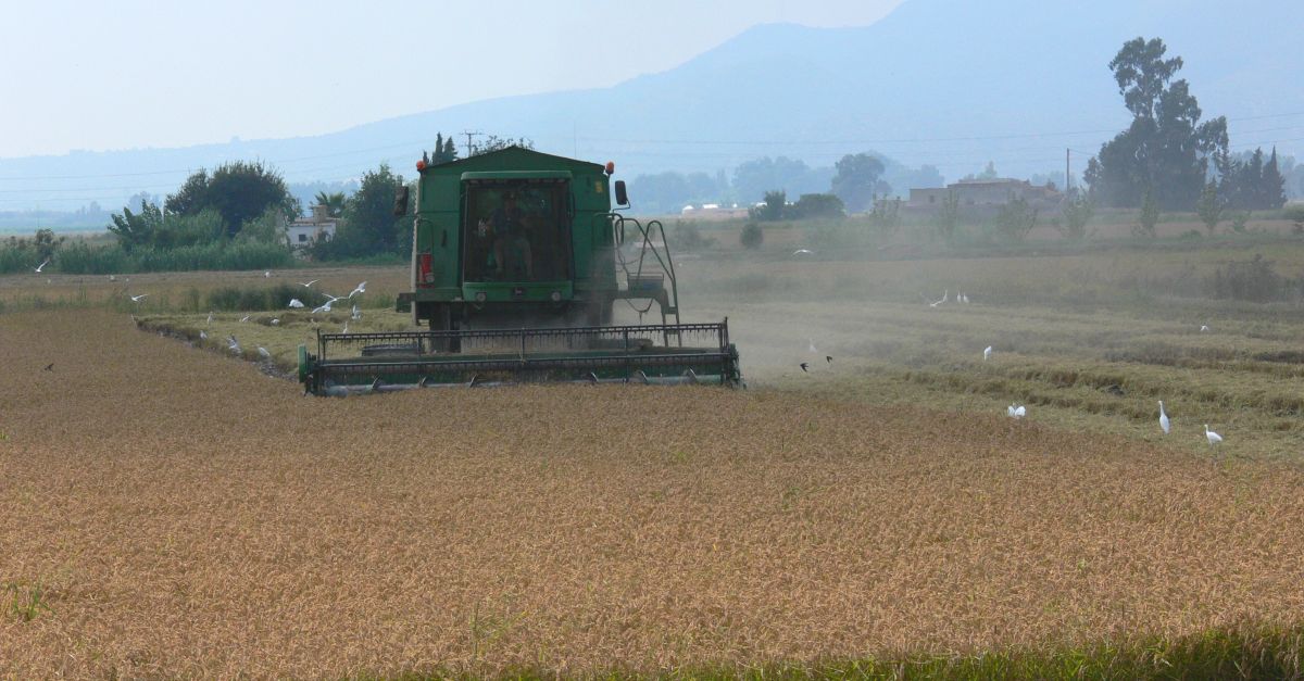 La collita darrs augmenta un 13,4% i recupera la normalitat