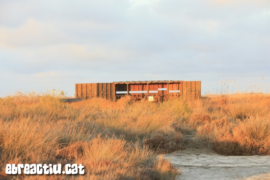 Consells per iniciar-se en l’observaci d’ocells al delta de l’Ebre | EbreActiu.cat, revista digital d’oci actiu | Terres de l’Ebre ...