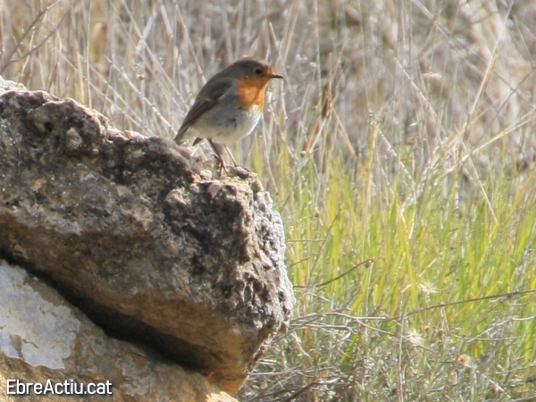 Hi ha moixonets fora del delta? (I) | EbreActiu.cat, revista digital d’oci actiu | Terres de l’Ebre ...