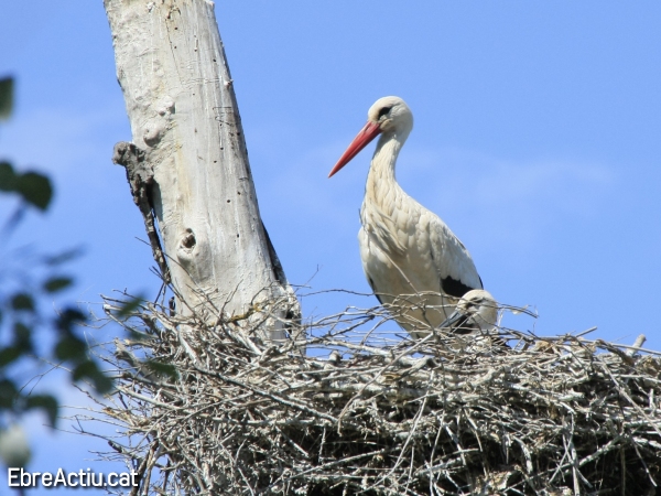 Hi ha moixonets fora del delta? (I) | EbreActiu.cat, revista digital d’oci actiu | Terres de l’Ebre ...