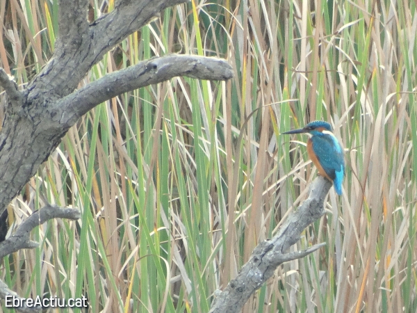 Hi ha moixonets fora del delta? (I) | EbreActiu.cat, revista digital d’oci actiu | Terres de l’Ebre ...