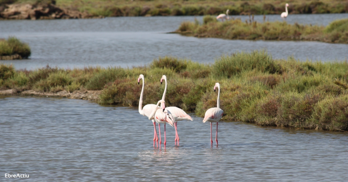 MnNatura Delta de l’Ebre reobre les seves portes el 17 de juliol | EbreActiu.cat, revista digital d’oci actiu | Terres de l’Ebre ...