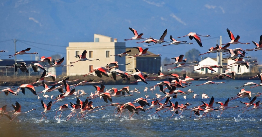 MnNatura Delta engega la vuitena temporada amb noves activitats ornitolgiques i familiars | EbreActiu.cat, revista digital d’oci actiu | Terres de l’Ebre ...