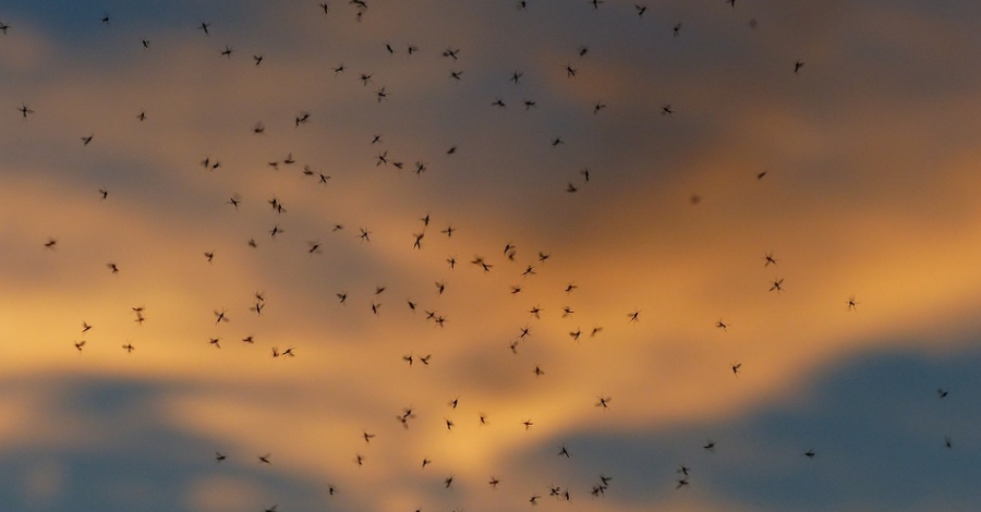 El COPATE reclama la signatura d’un conveni per blindar els tractaments contra el mosquit al delta de l’Ebre | EbreActiu.cat, revista digital d’oci actiu | Terres de l’Ebre ...