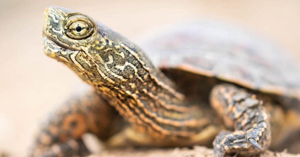 El mostreig anual de tortuga de rierol indica un bon estat de conservaci d’aquesta espcie a la Reserva Natural de Sebes | EbreActiu.cat, revista digital d’oci actiu | Terres de l’Ebre ...