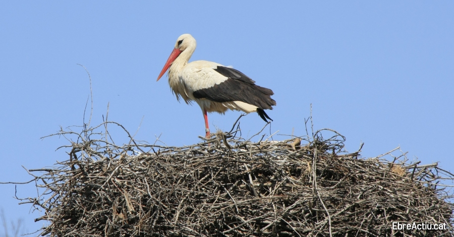 La Reserva Natural de Sebes treballa amb la reintroducci de la cigonya blanca a les Terres de l’Ebre | EbreActiu.cat, revista digital d’oci actiu | Terres de l’Ebre ...