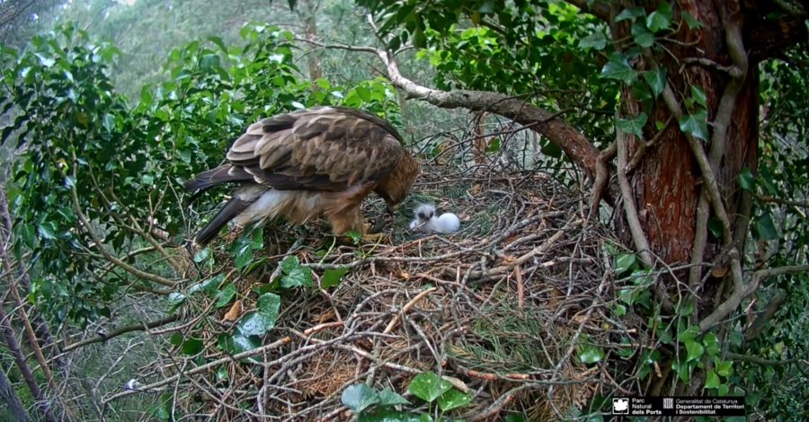 Neix el primer pollet del niu d’guila calada  | EbreActiu.cat, revista digital d’oci actiu | Terres de l’Ebre ...