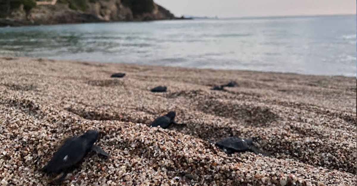 Neixen al delta de l’Ebre i a Begur les primeres tortugues careta de la temporada | EbreActiu.cat, revista digital d’oci actiu | Terres de l’Ebre ...