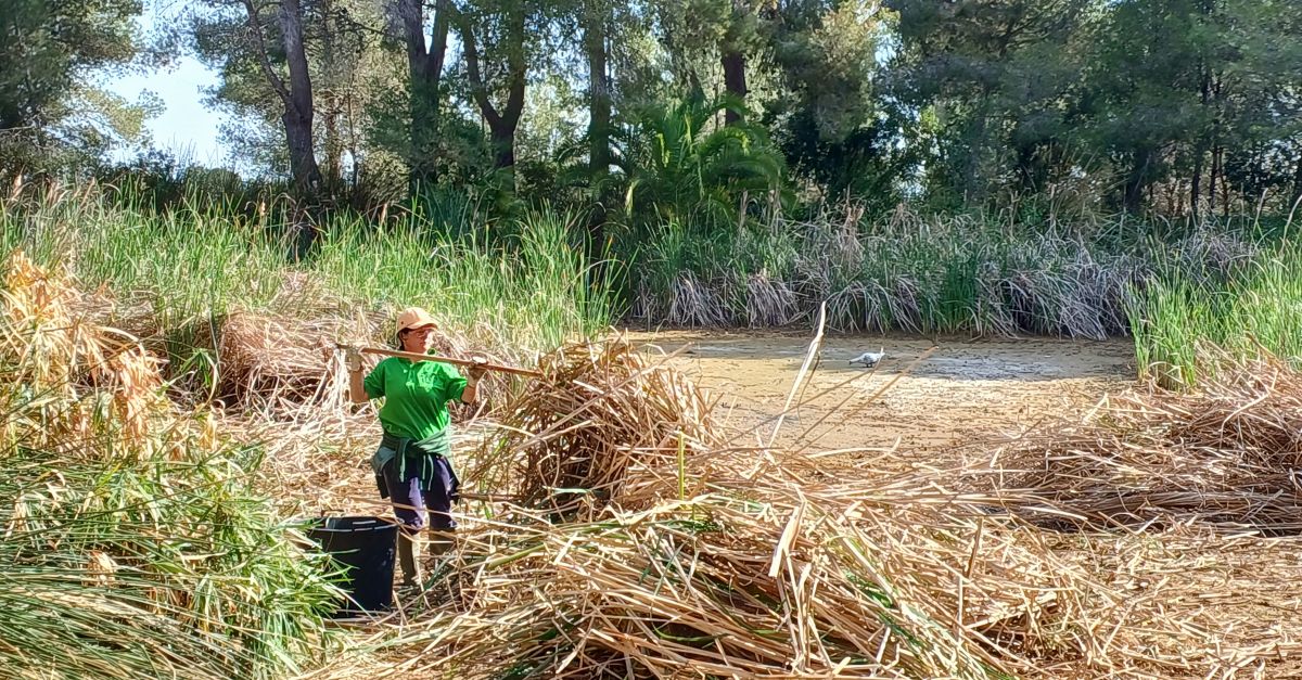 Benicarl inicia la neteja de la lmina daigua de la Basseta del paratge natural natural del Bovalar