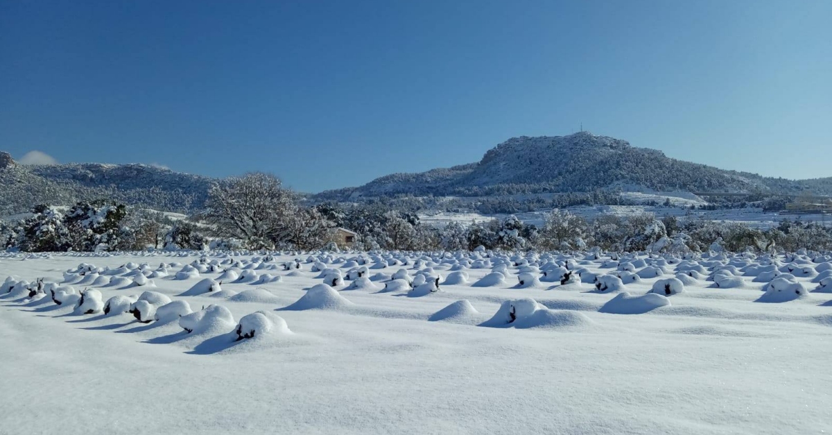 Viticultors tarragonins asseguren que la nevada ser beneficiosa per la vinya | EbreActiu.cat, revista digital d’oci actiu | Terres de l’Ebre ...