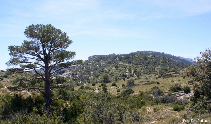 221 corredors participaran a la 7a edici de la Marat de la Fageda | EbreActiu.cat, revista digital d’oci actiu | Terres de l’Ebre ...