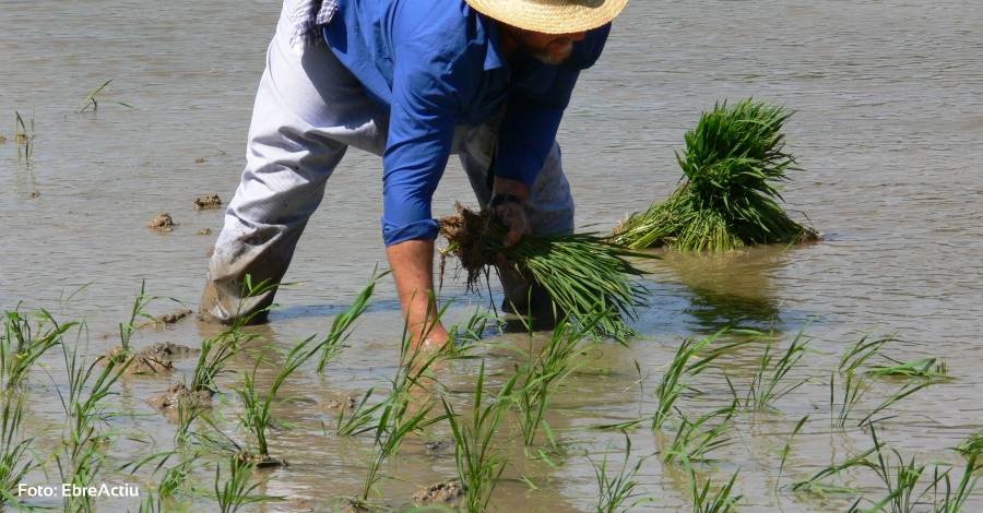 L’Aldea i Amposta enceten aquesta setmana la temporada de festes de la plantada de l’arrs | EbreActiu.cat, revista digital d’oci actiu | Terres de l’Ebre ...