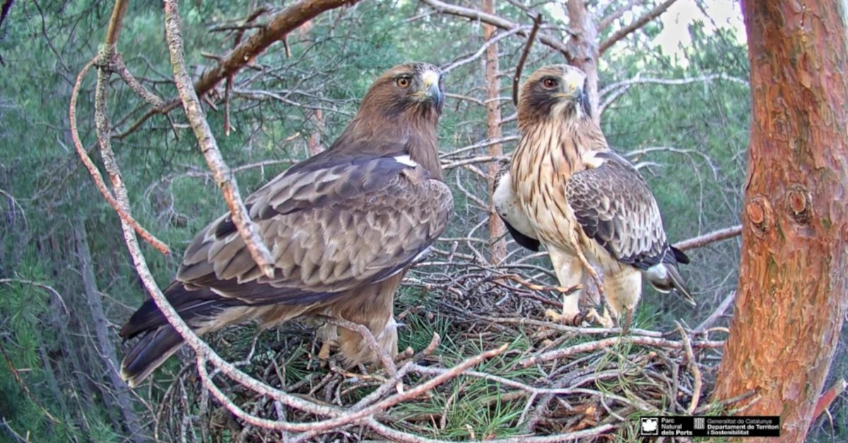 Una nova femella arriba al niu d’guiles calades que es pot veure en directe al parc natural dels Ports | EbreActiu.cat, revista digital d’oci actiu | Terres de l’Ebre ...