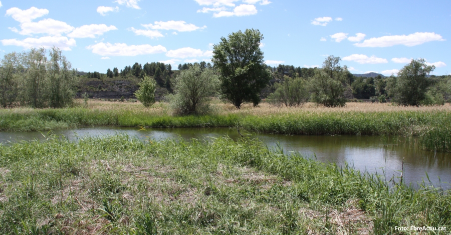 Nova jornada de voluntariat a la Reserva Natural de Sebes de Flix | EbreActiu.cat, revista digital d’oci actiu | Terres de l’Ebre ...