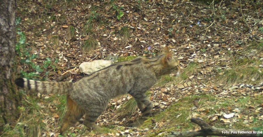 Jornades de seguiment del gat fer | EbreActiu.cat, revista digital d’oci actiu | Terres de l’Ebre ...