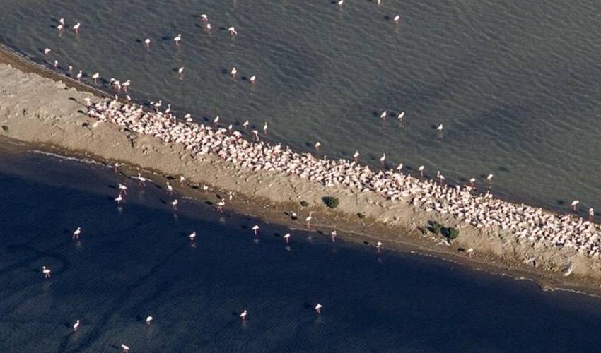 Els flamencs tornen a reproduir-se al delta de l’Ebre | EbreActiu.cat, revista digital d’oci actiu | Terres de l’Ebre ...