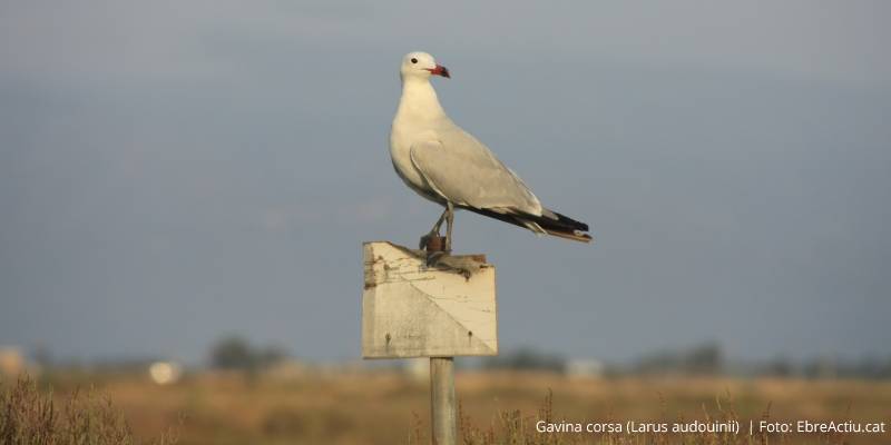 La poblacin catalana de gaviota de Audouin se ha estabilizado