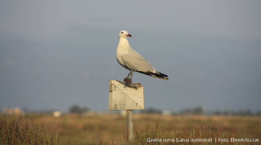 La poblacin catalana de gaviota de Audouin se ha estabilizado | EbreActiu.cat, revista digital de ocio activo | Terres de l’Ebre...