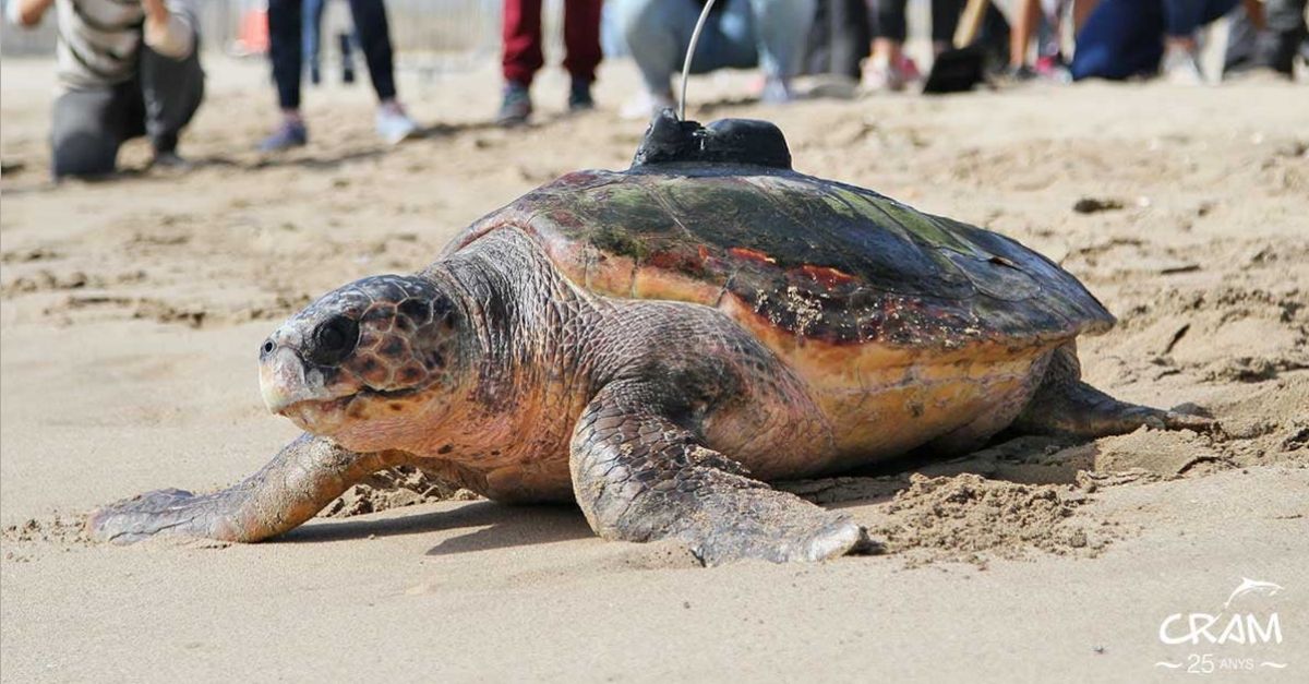 Recuperen el 94% de les tortugues capturades accidentalment a la demarcaci de Tarragona | EbreActiu.cat, revista digital d’oci actiu | Terres de l’Ebre ...