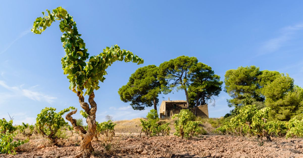 La Serra blanc d’Herncia Alts distingit com el primer vi de finca de garnatxa blanca de Catalunya | EbreActiu.cat, revista digital d’oci actiu | Terres de l’Ebre ...