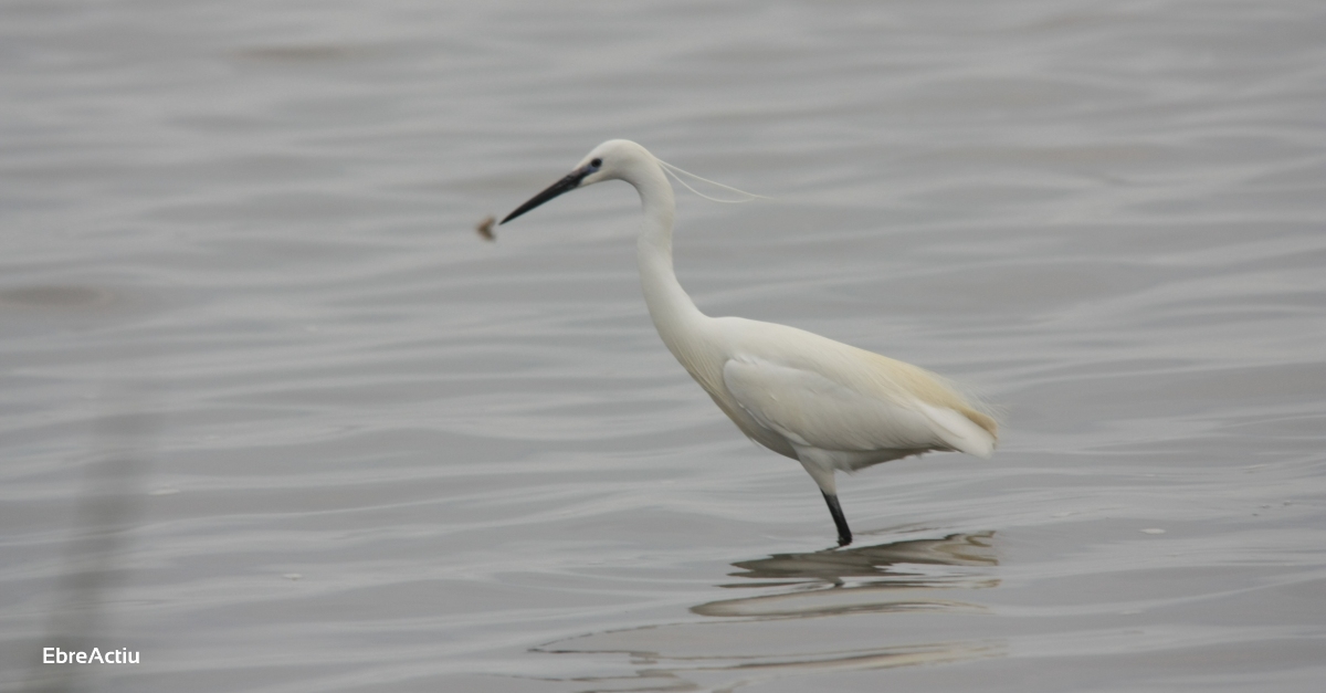 El cens d’aus aqutiques hivernals del Parc Natural del Delta de l’Ebre registra la xifra ms baixa dels ltims anys | EbreActiu.cat, revista digital d’oci actiu | Terres de l’Ebre ...