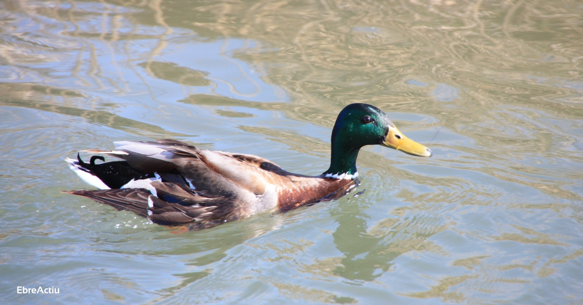 El cens d’aus aqutiques hivernals del Parc Natural del Delta de l’Ebre registra la xifra ms baixa dels ltims anys | EbreActiu.cat, revista digital d’oci actiu | Terres de l’Ebre ...