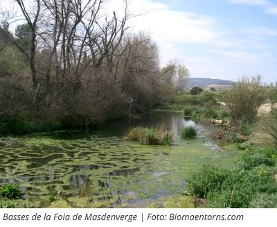 Masdenverge abre este sbado el II Circuito de Canicross Terres de l’Ebre | EbreActiu.cat, revista digital de ocio activo | Terres de l’Ebre...