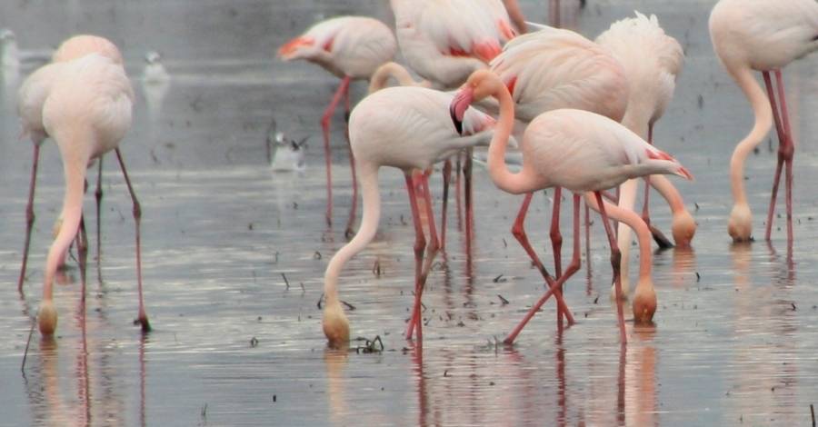 Los parques naturales celebran el Da Mundial de las Aves este fin de semana