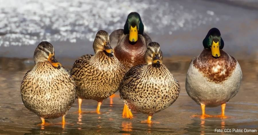 Tortosa acoger una nueva edicin de la la Exposicin Internacional de Avicultura Terres de l’Ebre | EbreActiu.cat, revista digital de ocio activo | Terres de l’Ebre...