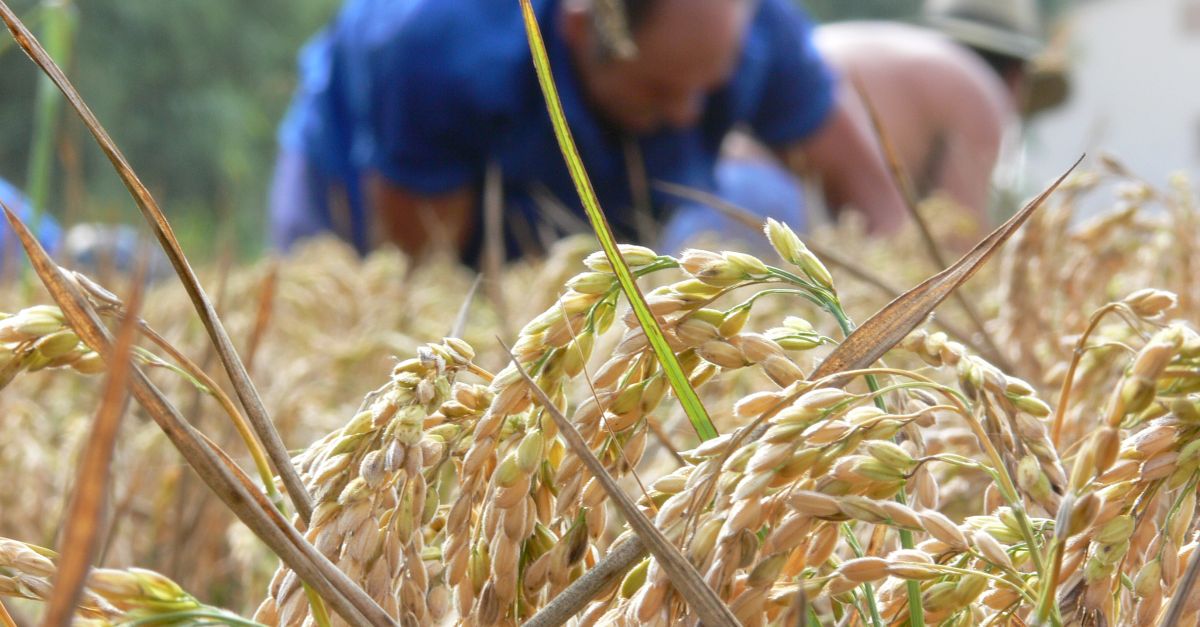 La sega s’inicia a Deltebre amb les Jornades Gastronmiques de l’Arrs i la Festa de la Sega a la Finca de Bombita | EbreActiu.cat, revista digital d’oci actiu | Terres de l’Ebre ...