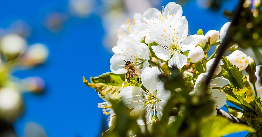 Campanya per fomentar l’s dels insectes pollinitzadors  | EbreActiu.cat, revista digital d’oci actiu | Terres de l’Ebre ...