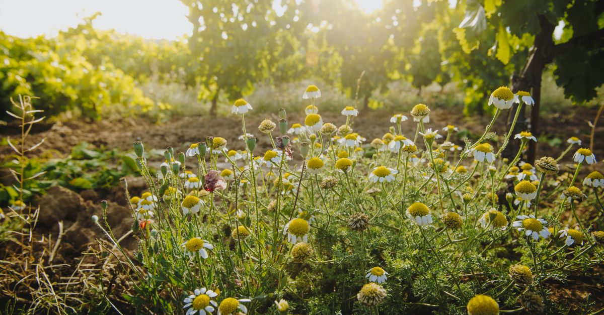 El celler Herncia Alts es converteix en Silver Member de l’associaci International Wineries for Climate Action | EbreActiu.cat, revista digital d’oci actiu | Terres de l’Ebre ...