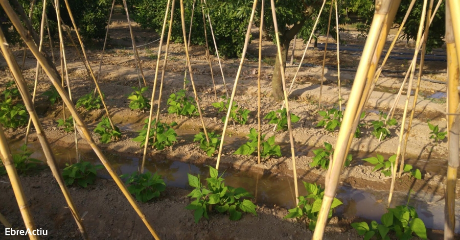 La XVII Jornada d’Etnologia de les Terres de l’Ebre, dedicada a la huerta y los frutales  | EbreActiu.cat, revista digital de ocio activo | Terres de l’Ebre...