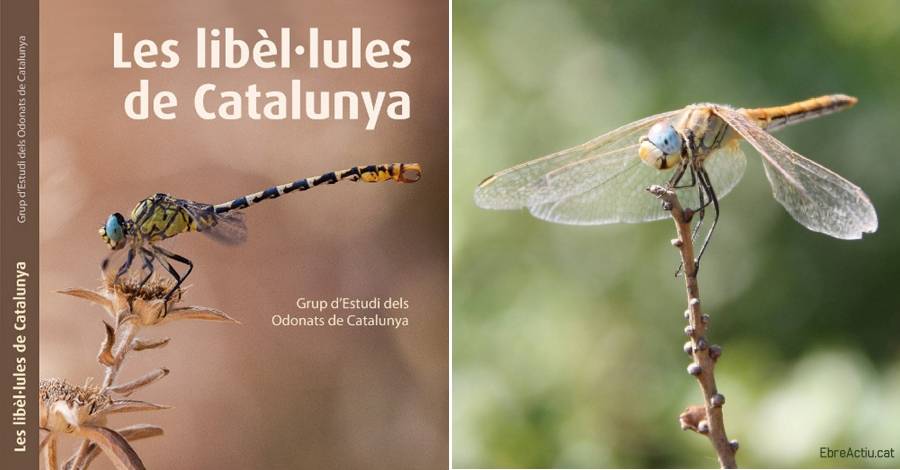 El Museu de les Terres de lEbre acoge este viernes una jornada dedicada a las liblulas