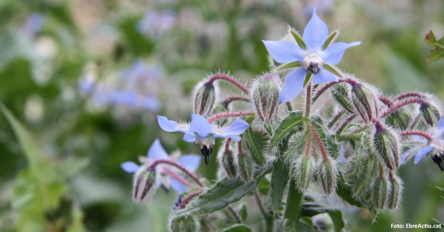 Riba-roja acull una jornada sobre plantes i remeis naturals d’mbit ebrenc | EbreActiu.cat, revista digital d’oci actiu | Terres de l’Ebre ...