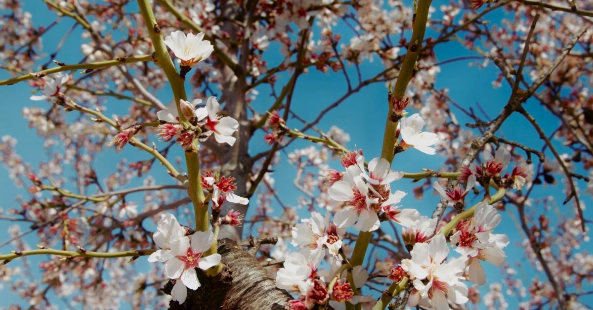 La Ribera en flor ofereix 18 experincies per gaudir de la floraci dels arbres fruiters | EbreActiu.cat, revista digital d’oci actiu | Terres de l’Ebre ...