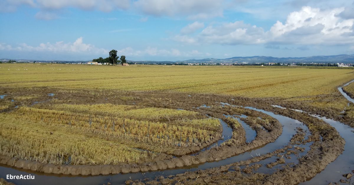 Comena la campanya de sega de l’arrs al Delta amb una producci habitual per sense preu de referncia | EbreActiu.cat, revista digital d’oci actiu | Terres de l’Ebre ...