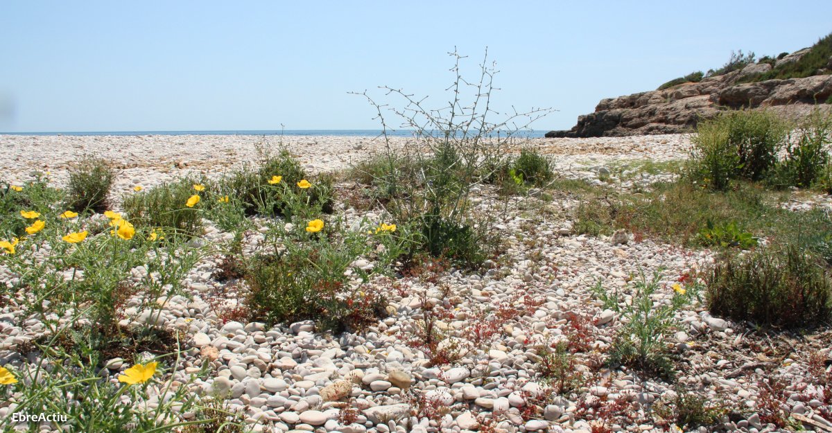 Obertes les inscripcions per a les accions de neteja dels espais naturals dins la iniciativa Let’s Clean Up Europe! | EbreActiu.cat, revista digital d’oci actiu | Terres de l’Ebre ...